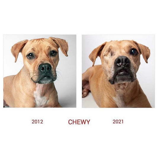 The Dog Years