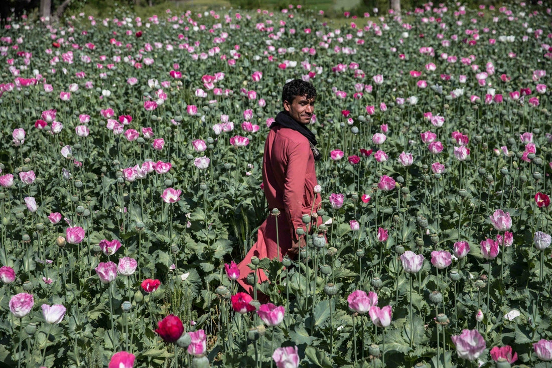 La Belleza Floral de Afganistán