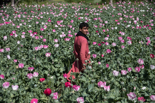 La Belleza Floral de Afganistán