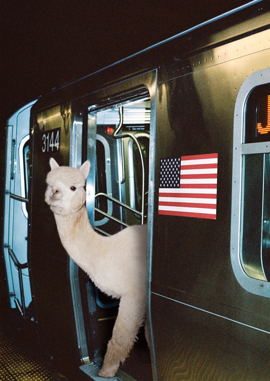 Make Alpaca Great Again