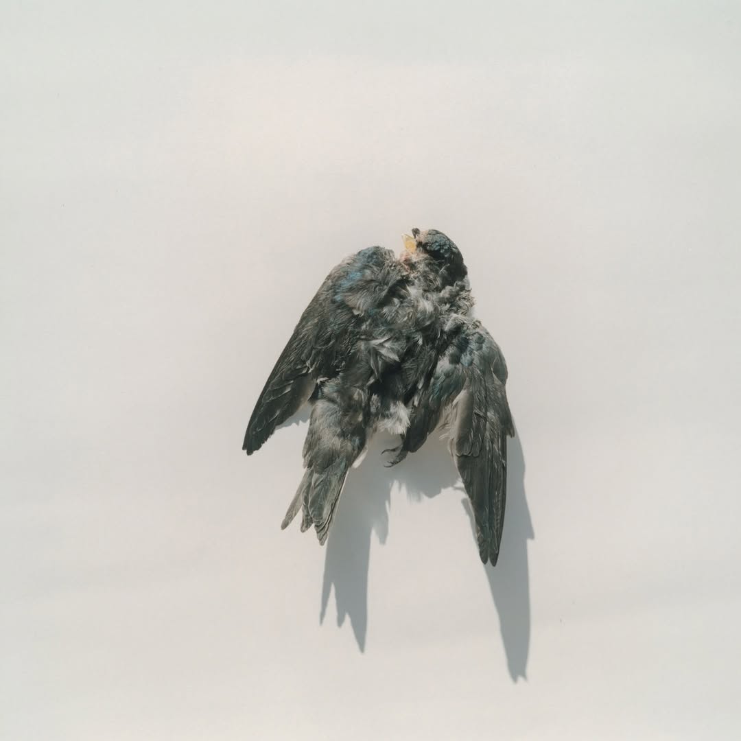 El Lenguaje de la Luz