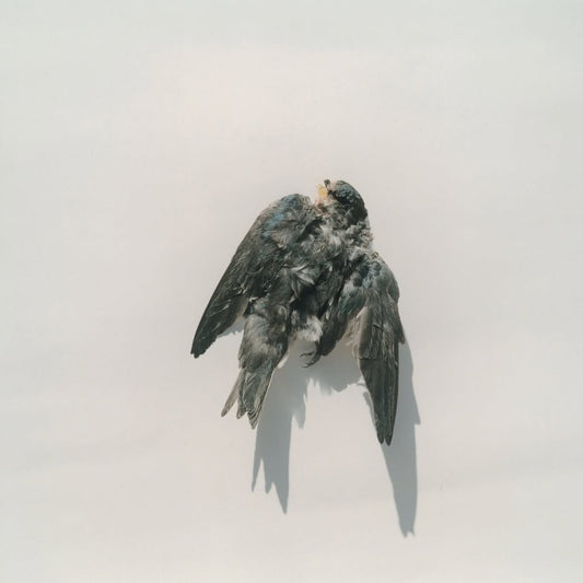 El Lenguaje de la Luz