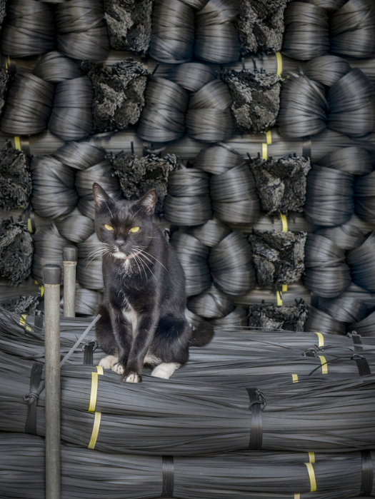 Los gatos de tienda de Hong Kong