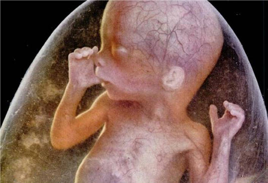 Cuando la fotografía reveló el origen humano